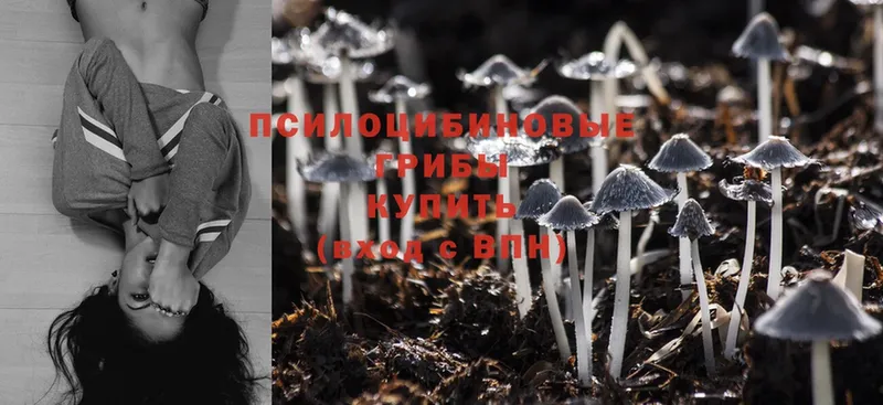 Псилоцибиновые грибы MAGIC MUSHROOMS Поворино